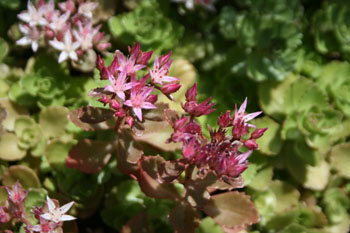Sedum spurium